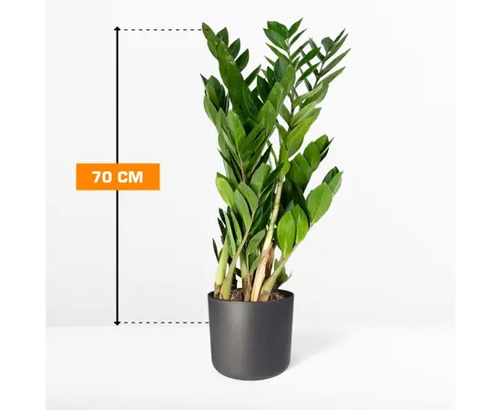ზამიოკულკასი Zamioculcas 70 სმ