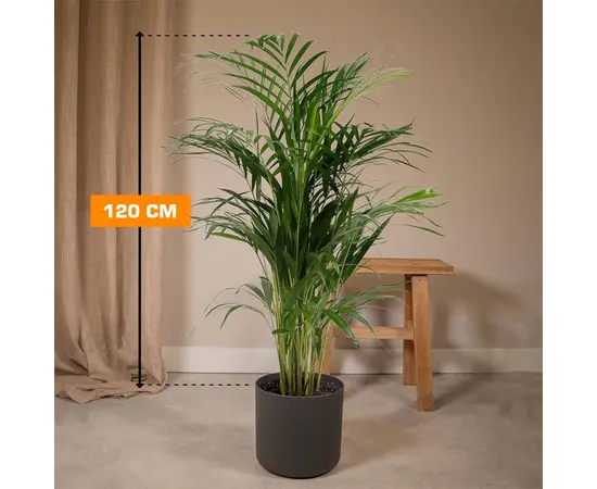 Дипсис DYPSIS LUTESCENS ARECA