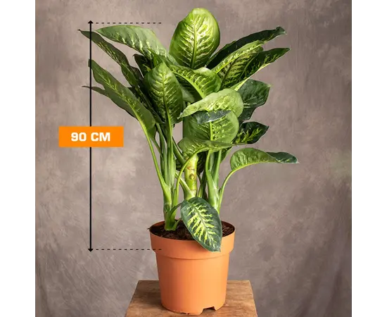 დიფენბახია TROPIK SNOW 90 სმ