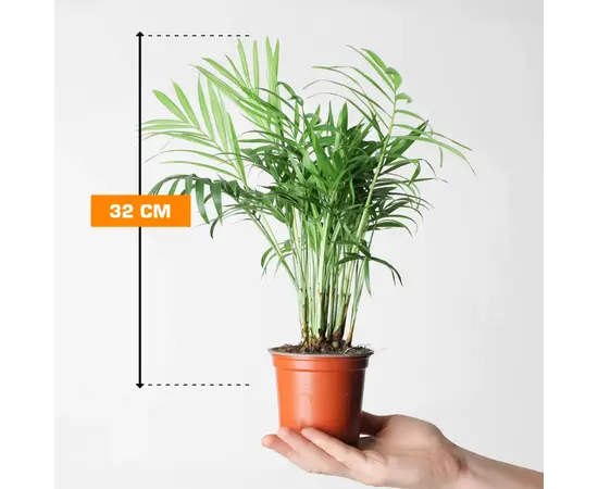 ხამედორეა Chamedorea 32 სმ