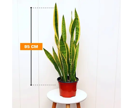სანსევიერია Sansevieria Laurentii 95 სმ