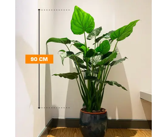 ალოკაზია ALOCASIA CUCULLATA 90 სმ