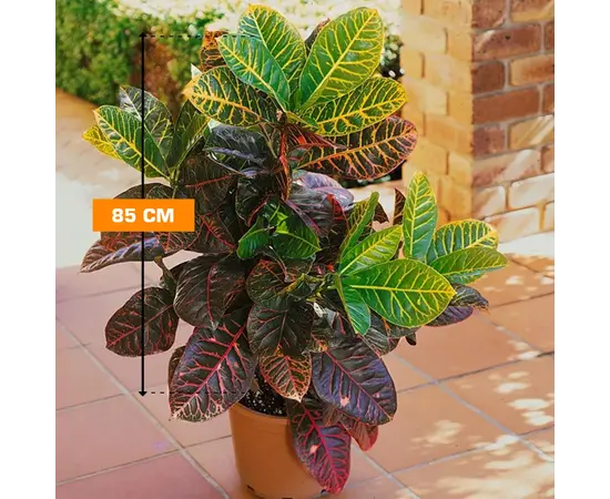 კროტონი CODIAEUM CROTON MAMMY YELLOW 85 სმ