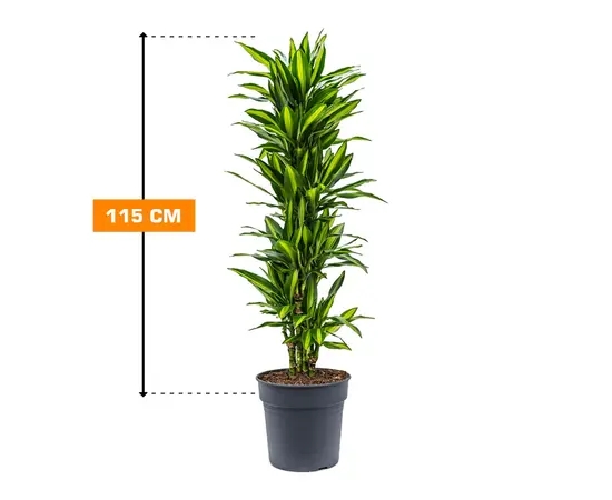 დრაცენა Dracaena Fragrans cintho 115 სმ