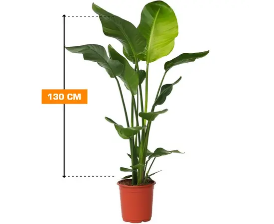 სტრელიცია STRELITZIA NICOLAI 2 PP 130 სმ