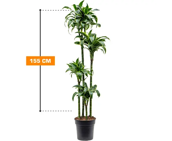 დრაცენა DRACAENA FRAGRANS LEMON LIME 4PP 155 სმ