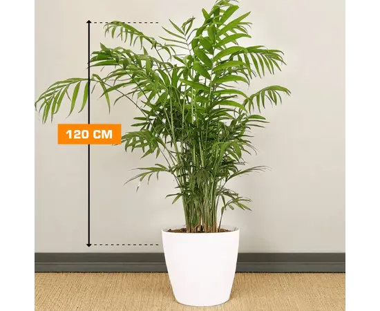 ხამედორეა Chamedorea 120 სმ