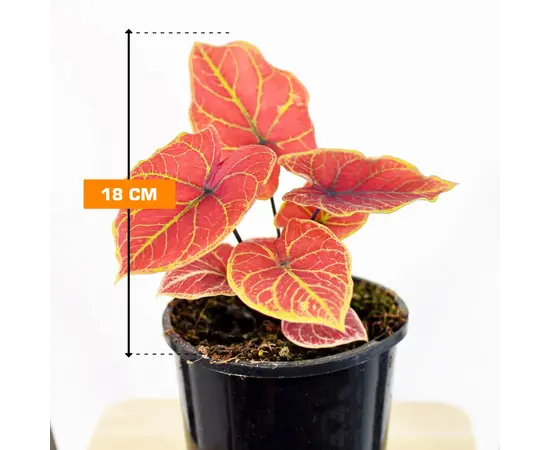კალადიუმ Caladium 18 სმ