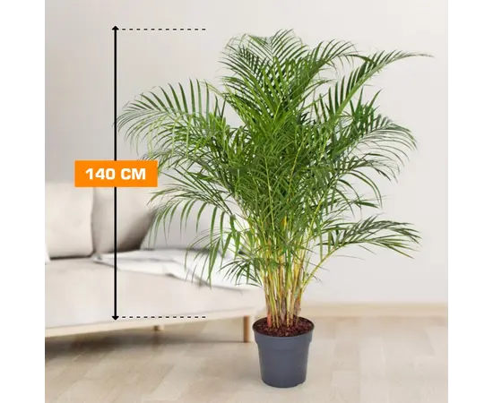 დიფსისი DYPSIS LUTESCENS ARECA