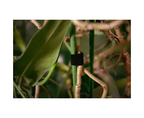 ლენტი მცენარის Bradas 9.5x2 rolka BLACK