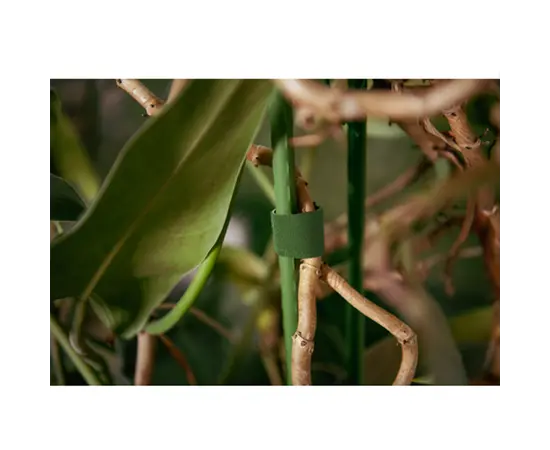 ლენტი მცენარის Bradas 9.5x2 rolka GREEN