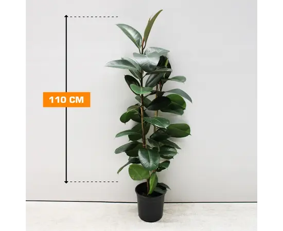 ფიკუსი FICUS ELASTICA ROBUSTA 2PP 110 სმ