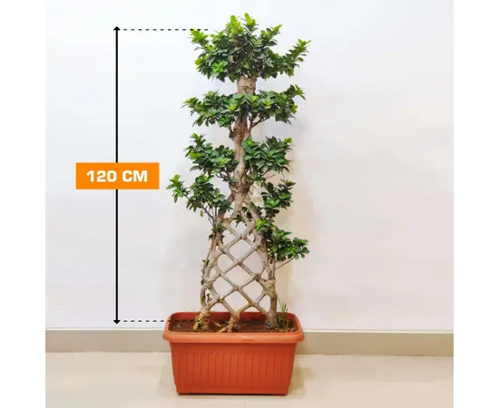 ფიკუსი FICUS MICROCARPA 120 სმ