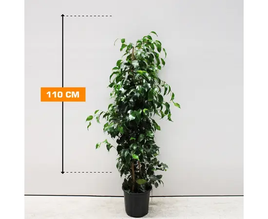 ფიკუსი FICUS MIX 110 სმ