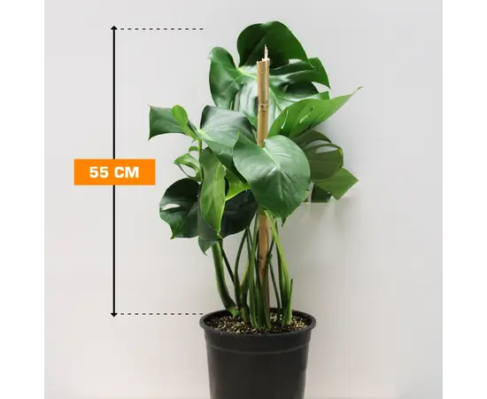მონსტერა Monstera 2PP 55 სმ