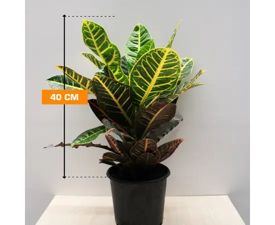 კროტონი CODIAEUM CROTON PETRA 40 სმ