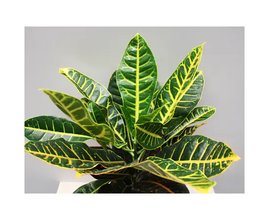 კროტონი CODIAEUM CROTON PETRA 40 სმ