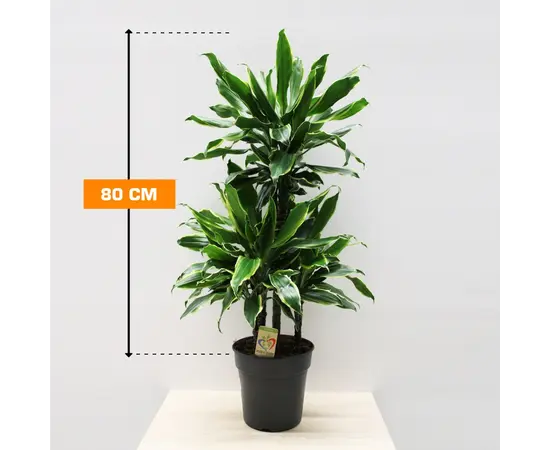 დრაცენა DRACAENA FRAGRANS GOLD COAST 3PP 80 სმ