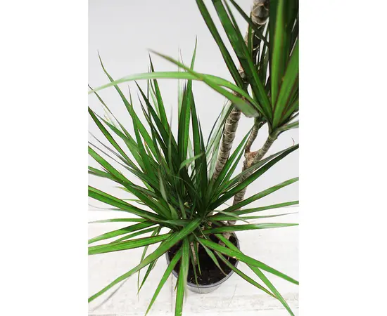 დრაცენა Marginata 4PP 130 სმ