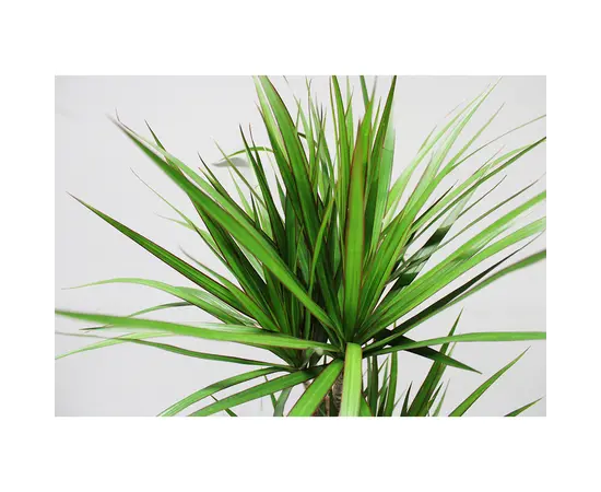 დრაცენა Marginata 4PP 130 სმ