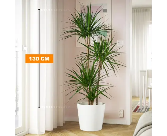 დრაცენა Marginata 4PP 130 სმ