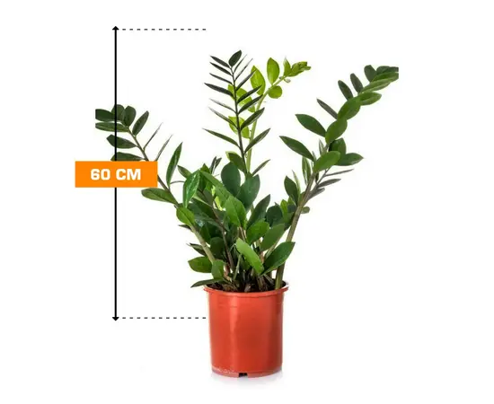 ზამიოკულკასი Zamioculcas 60 სმ