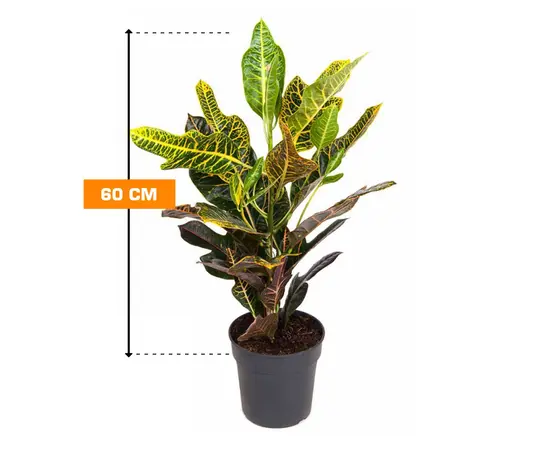 კოდიუმი Codiaeum variegatum 60 სმ