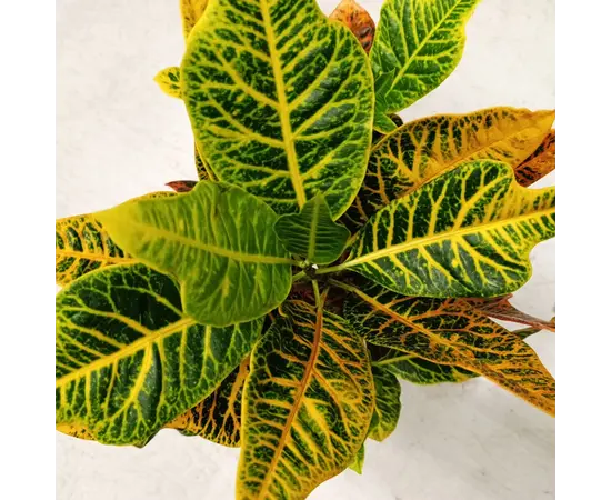 კოდიუმი Codiaeum variegatum 60 სმ