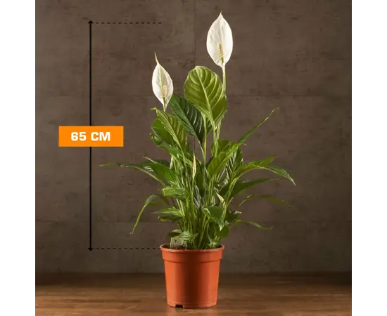სპატიფილუმი Spathiphyllum Vivaldi 65 სმ