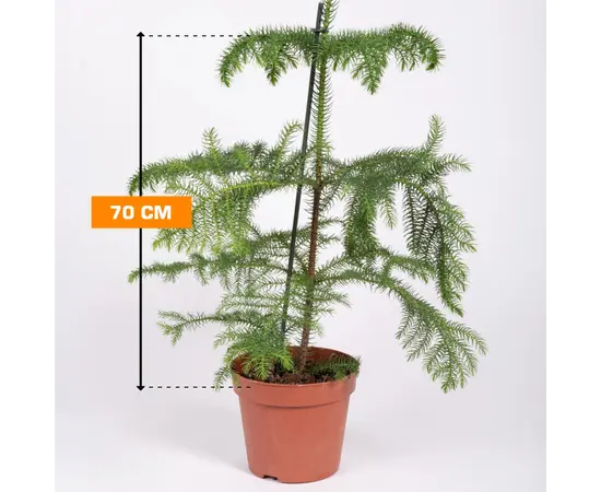 არაუკარია Araucaria 70 სმ