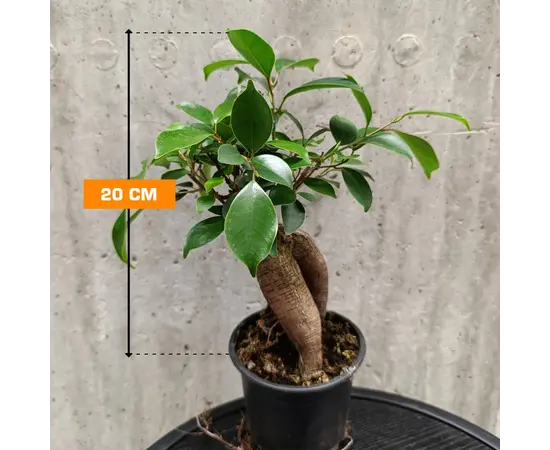 ფიკუსი MICROCARPA GINSENG 100 GR