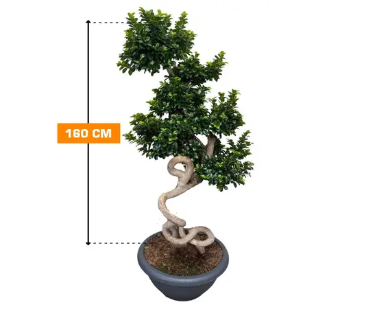 ფიკუსი MICROCARPA DRAGON SHAPE 160 cm