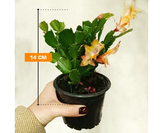 შლუმბერგერა 14 სმ