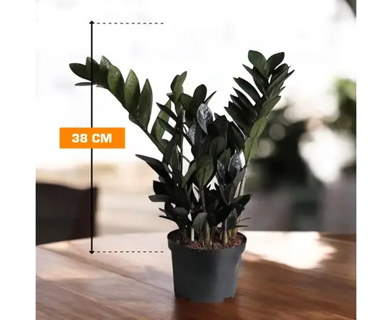 ზამიოკულკასი Zamioculcas Dowon raven 38 სმ
