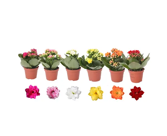 კალანხოე Kalanchoe BL enkel gem. 5 colours mix 10 სმ