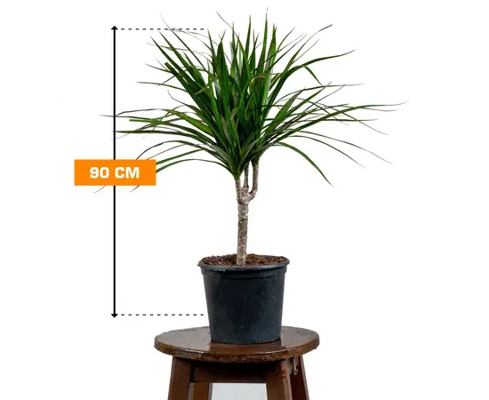 დრაცენა Marginata 1PP 90 სმ