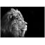 Glass picture Styler Lion GL104 70X100 cm
